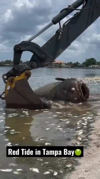 Более 600т мертвой морской живности во Флориде, из-за &laquo;Красного прилива&raquo;