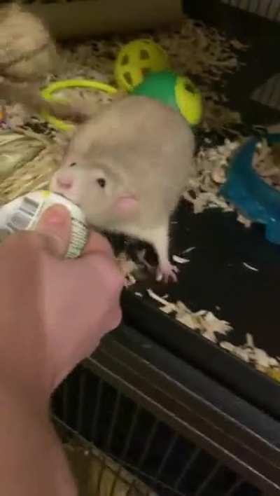 Rat crack is back! &eth;&micro;&acirc;&eth;&laquo;&eth;&curren;&pound;