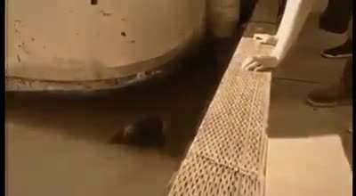 seal