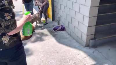 NSFW: WCGW when I don't muzzle my aggressive dog and another dog walks by?