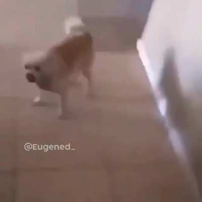 Dog gets blown up by ghast (emotional)
