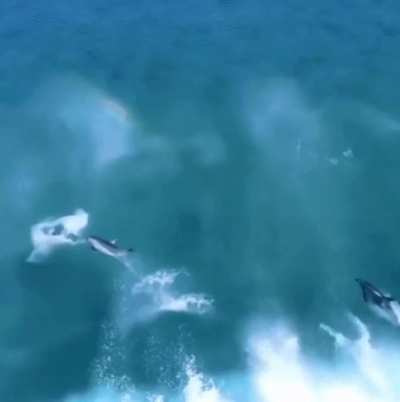 Dolphins enjoy surfing, or riding, ocean waves. This is the result of a natural behaviour adapted from swimming in a mother dolphin&rsquo;s slip stream when they are young.