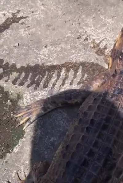WCGW petting an alligator