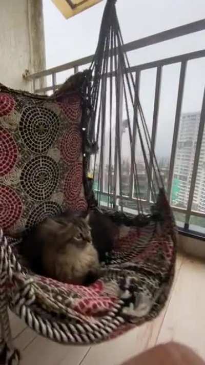 He likes to chill in the balcony when it&rsquo;s raining