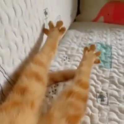 Paws_irl