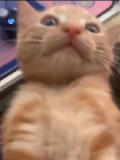 spicy kitty