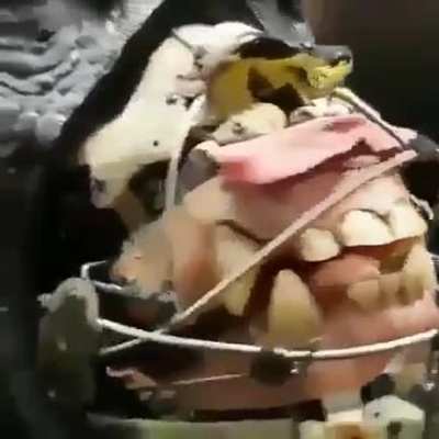 Cursed_gorilla