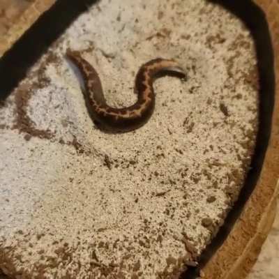 Neo gets a sandbox!