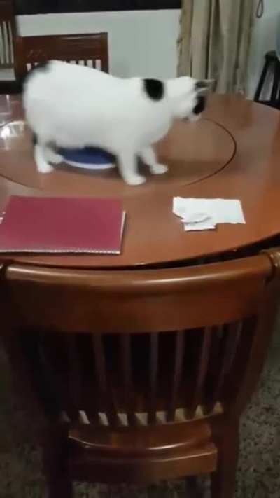 It&rsquo;s not just hamsters...
