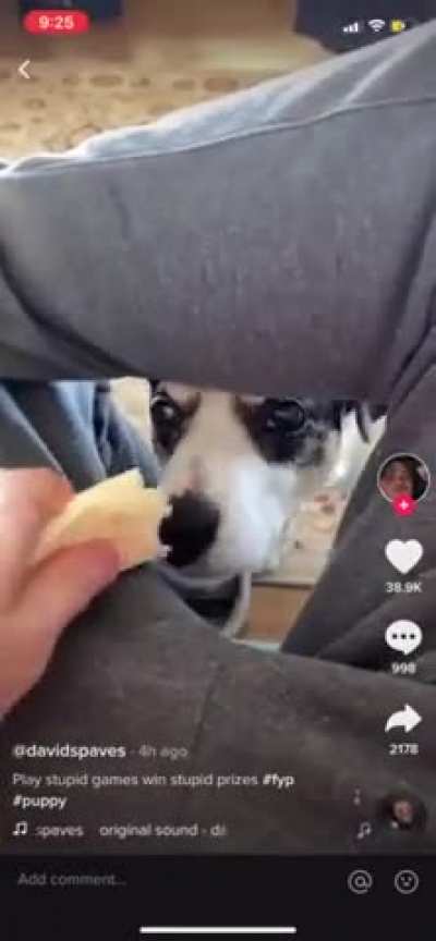 Teasing dog with ford