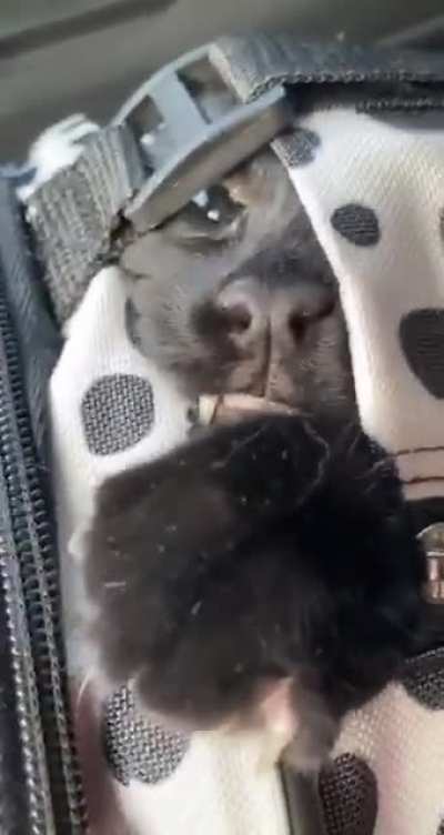 Let me out!!!!!!!