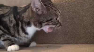 I'm the monster cat!!