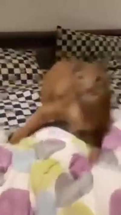 Floppa est&aacute; agitado