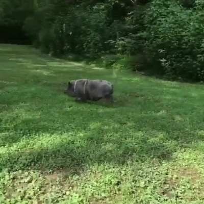 Jolene's happy run