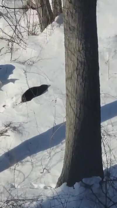 Is this a beaver?