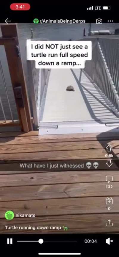 My turtle people need me
