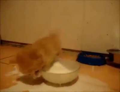 No milk for you
