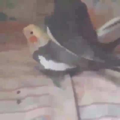 HM