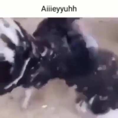 AIIEEEYYUUUUUUHHH