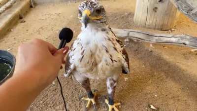 Why such big feet?