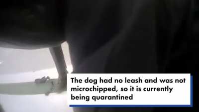 A dog manages to get into an elementary school where it mauls 12 children. A brave special education teacher tackles the dog to end the attack.