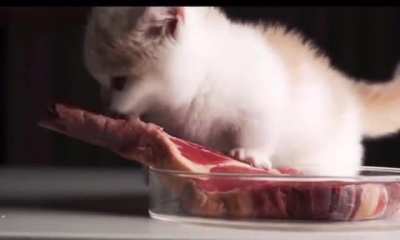 Sound on for this adorable apex predator