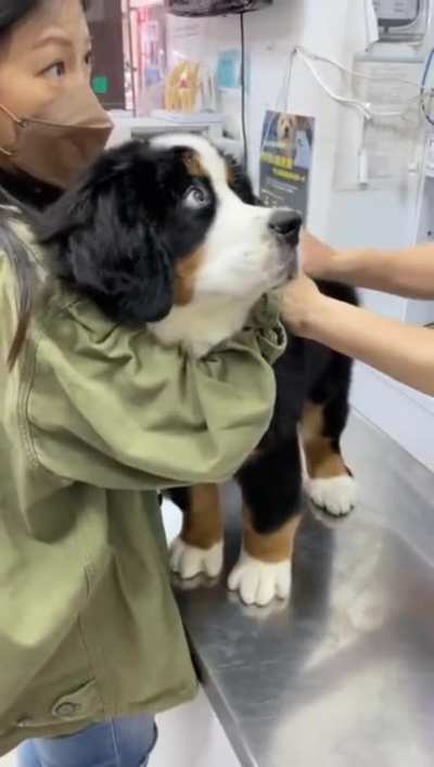 This has to be one of the calmest good bois out there, and he took it like a pro.