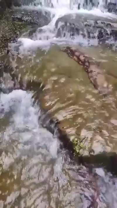Big salamander