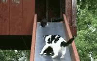Poor cat