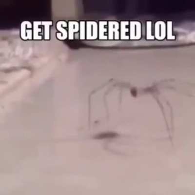 pepeA