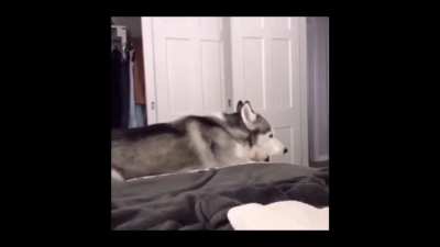Husky full of love
