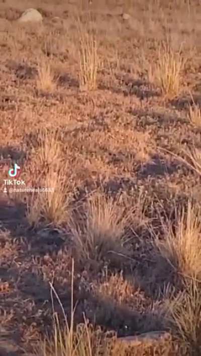 Badger attacks den of baby burrowing owls