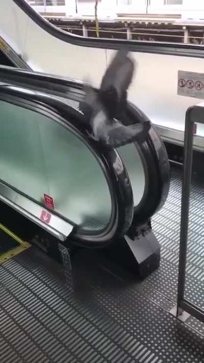 To Perch on the railing