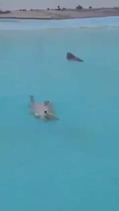 doggypaddle.exe is broken