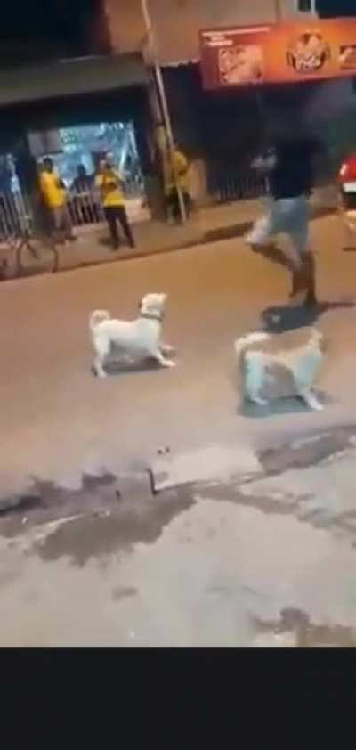 Man vs Dogs