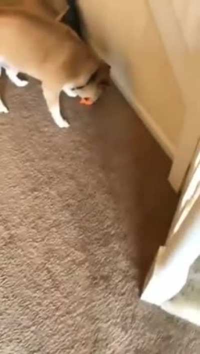 I think he likes it