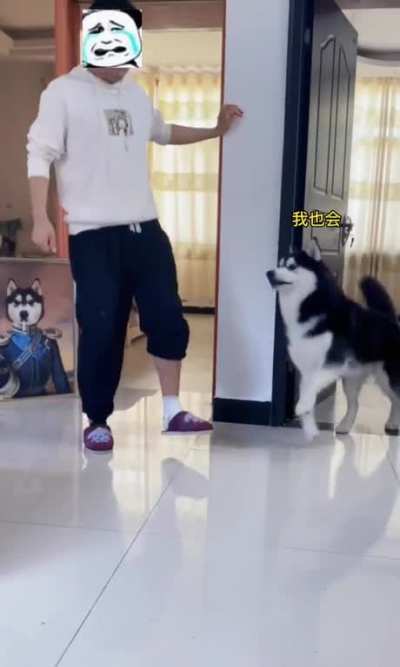 Dog:look me