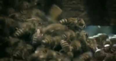 A group of bees take revenge on a hornet for eating one of them