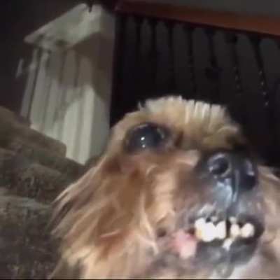 d o g