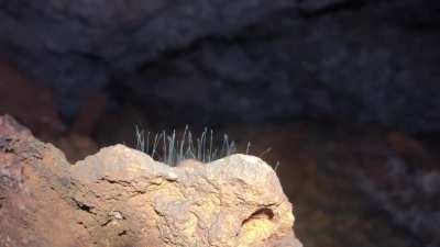 We found this weird &hellip; thing today growing in a cave. What is it? It looks like possibly some type of mold or fungus. From another angle it looked like it might be growing on a dead bug.