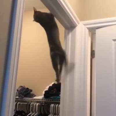 Cats Mission Impossible / Assassin's Creed - PART 2