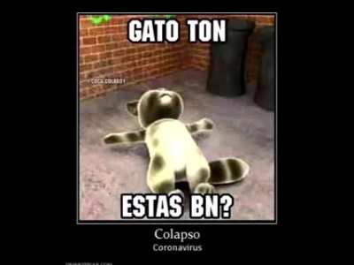 Gato Ton