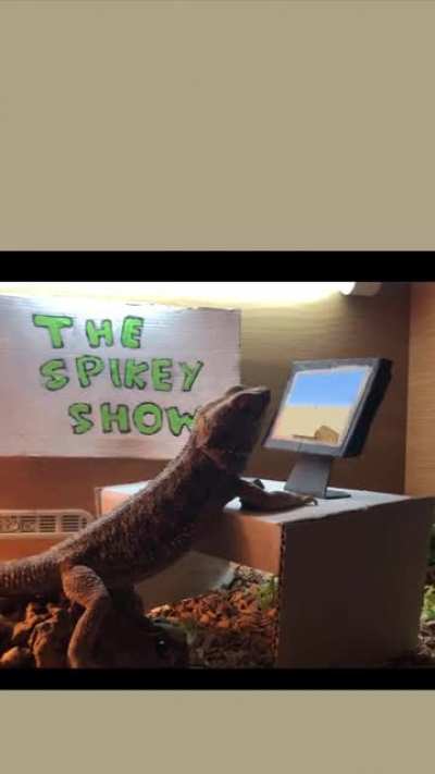 Spikey The Bearded Dragon Plays Minecraft