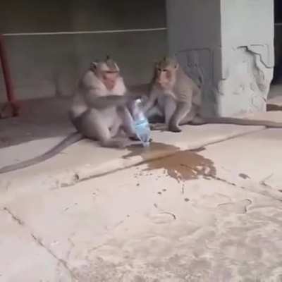 kkkkkkk síndrome do macaco, sintomas: macaco