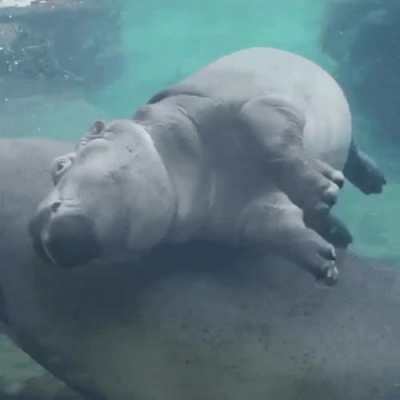 Lemme see more of that baby hippo