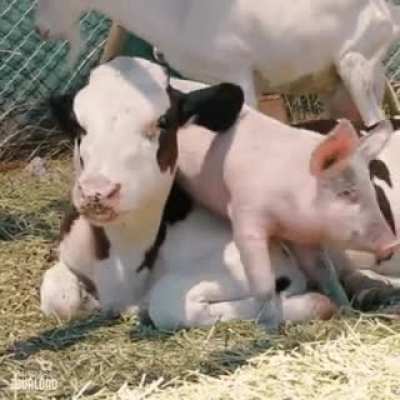 Piggy Back Ride