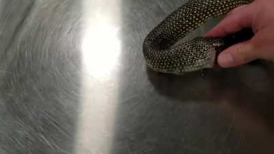 Hand sanitizer also helps snakes not to eat themselves besides killing 99.9% germs.