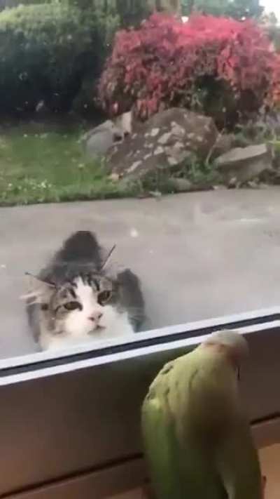 Peekabirb
