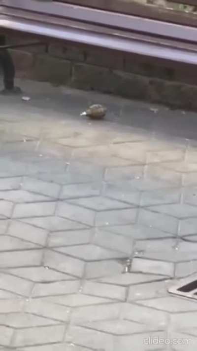 Russian Bomb Squad