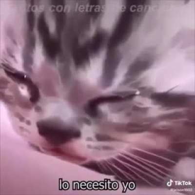 Sad cats